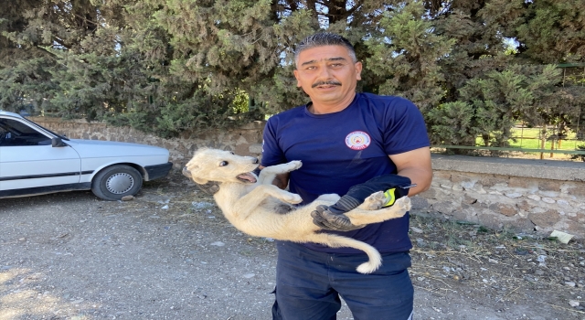 Hatay’da kuyuya düşen köpek yavrusu kurtarıldı