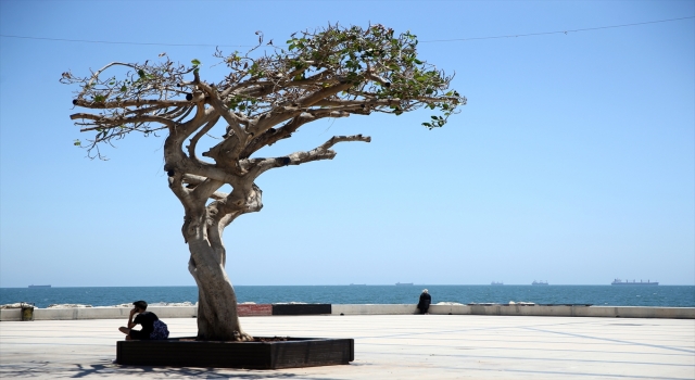 Mersin sahilinin ”simge ağacı”na matkapla zarar verildi