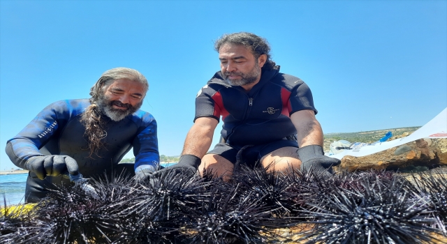 Mersin’de dalış etkinliğinde 37 zehirli deniz kestanesi tespit edildi