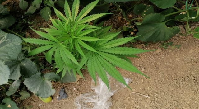 Elmalı’da salatalık serasına kenevir eken şüpheli yakalandı