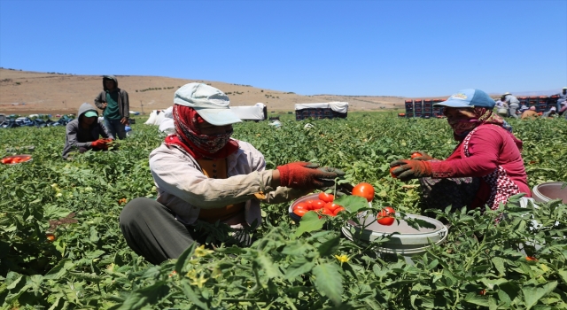 Kahramanmaraş’ta domatesten 120 bin ton rekolte bekleniyor