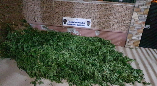 Hatay’da evin bahçesinde Hint keneviri yetiştiren 3 şüpheli yakalandı