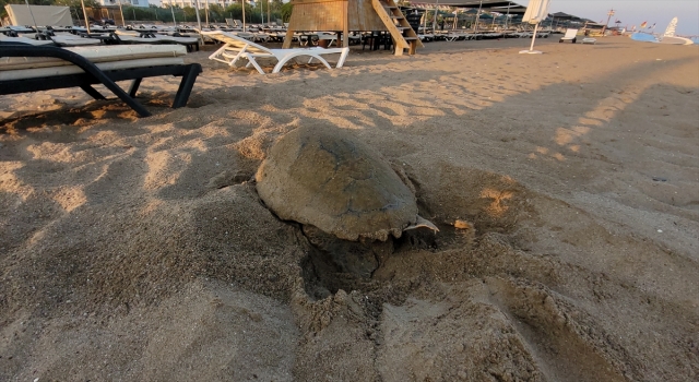 Manavgat’ta caretta caretta yavruları mavi sularla buluşmaya başladı