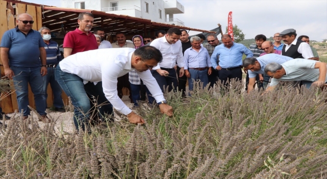 Silifke’de lavanta hasadı yapıldı