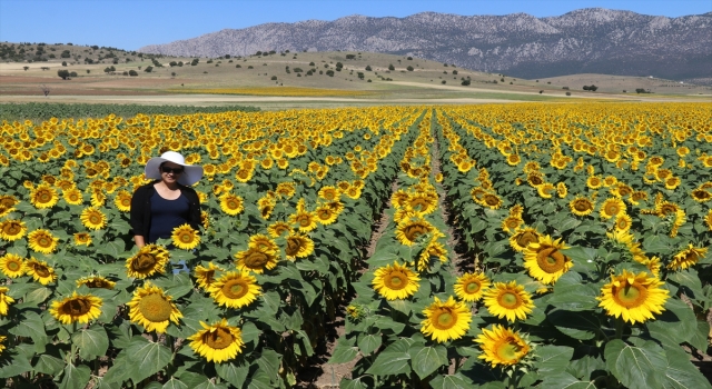 Burdur’un lavanta gibi ayçiçeğiyle de turist çekmesi hedefleniyor