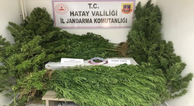 Hatay’da 172 kök Hint keneviri ele geçirildi