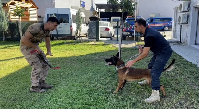 Antalya’da sokaktan kurtarılan köpek jandarmayla operasyonlara katılacak