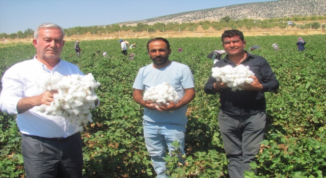 Araban’da pamuk hasadına başlandı