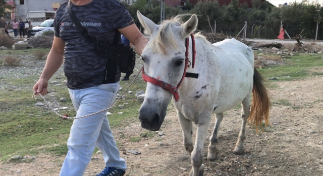 Adana’da yorulan atı yumruklaması kameraya yansıyan zanlı gözaltına alındı