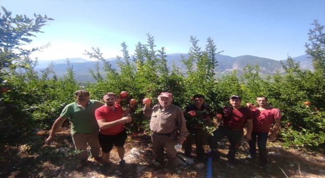 Finike’de Hicaz narının hasadına başlandı