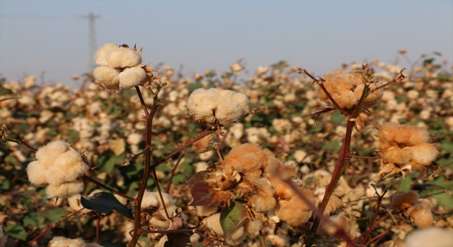 Adana’da iki çeşit renkli pamuğun hasadı yapıldı