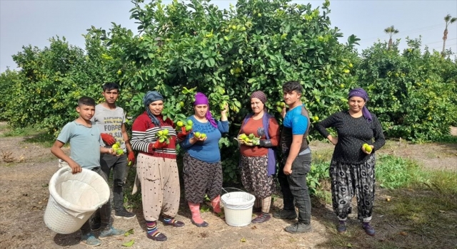 Finike’de erken yetişen limonların hasadına başlandı