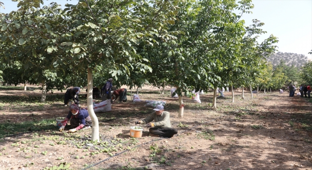 Lezzetini toprağından alan coğrafi işaretli ”Karamanlı Cevizi”nde hasat telaşı