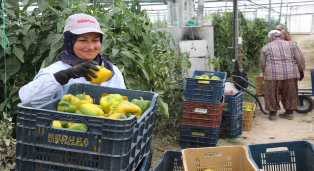 Burdur’da üretilen Kaliforniya biberi birçok ülkeye ihraç ediliyor