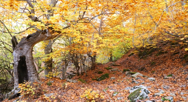 Kahramanmaraş’taki Akifiye Yaylası’na sonbaharın renkleri hakim oldu