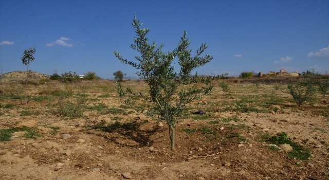 Manavgat yangınının tarımsal zararı da gideriliyor