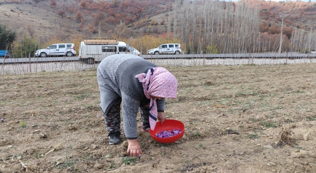 Isparta’da gül, lavanta ve elmanın yanında safranın da yaygınlaşması hedefleniyor