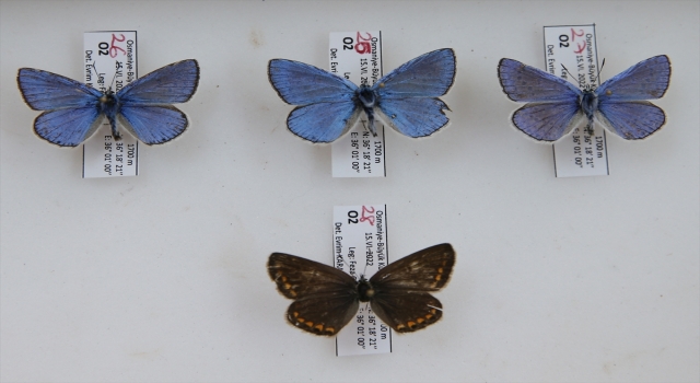 ”Çokgözlü Hatay Mavisi”nin popülasyonu koruma çalışmalarıyla sağlanacak