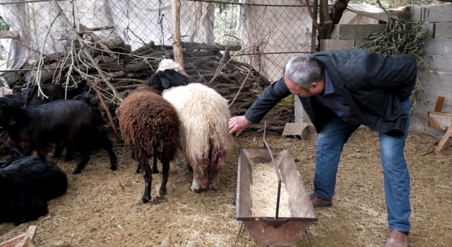 Mersin’de ağıla giren sahipsiz köpekler bir küçükbaş hayvanı telef etti, 4’ünü yaraladı