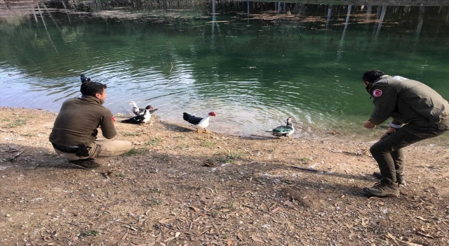 Mersin’de yaban hayvanları için doğaya yem bırakıldı