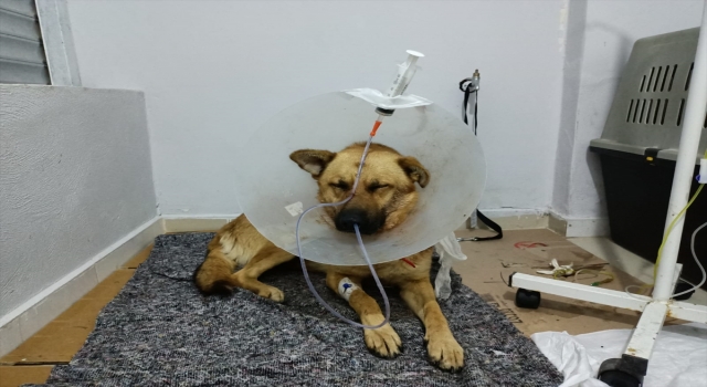 Hatay’da av tüfeğiyle ağzından vurulan köpek tedavi altına alındı
