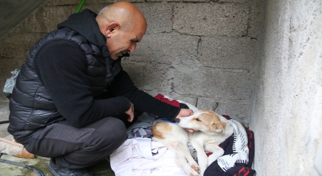 Hatay’da tüfekle yaralanan köpeğe temizlik görevlisi sahip çıktı