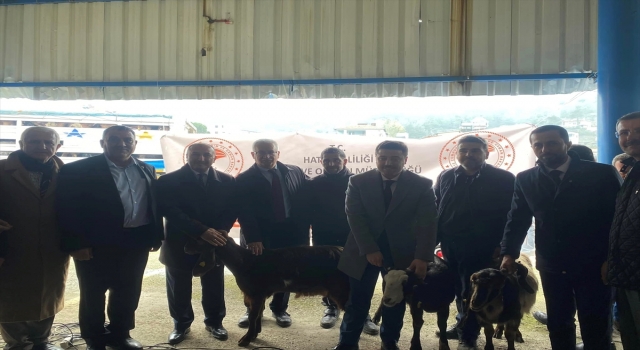 Yayladağı’nda 882 damızlık keçi dağıtıldı