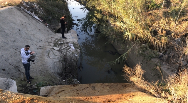 Adana’da çok sayıda eşek başı ve kemikleri bulundu