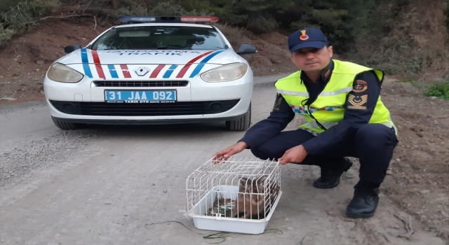 Hatay’da jandarmanın bitkin bulduğu yaban tavşanı tedavi edildi