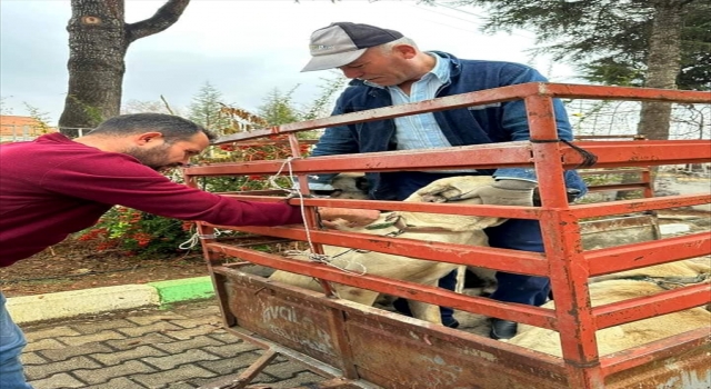 Elmalı’da köpekler çip takılarak aşılanıyor