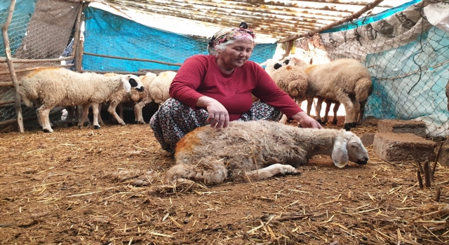 Osmaniye’de 35 koyun ve 20 kaz ve tavuk telef edildi