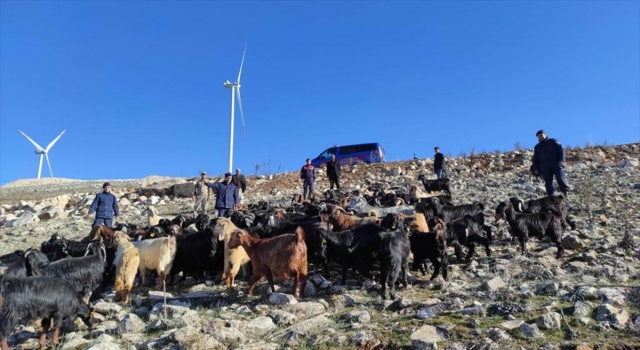 Gaziantep’te kaybolan 90 keçi jandarma tarafından bulundu