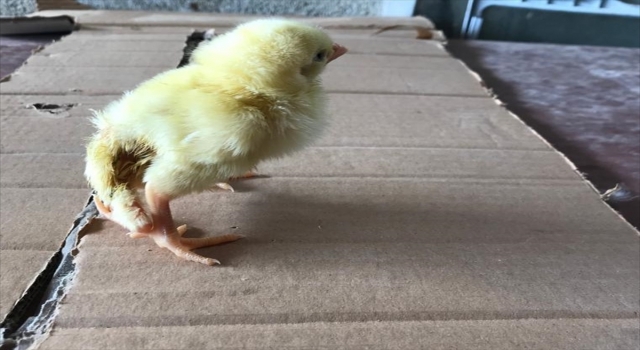 Kahramanmaraş’ta yumurtadan dört ayaklı civciv çıktı