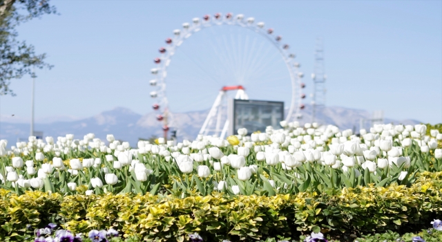 Antalya’da cadde peyzajında kuraklığa dayanıklı bitkiler kullanılıyor