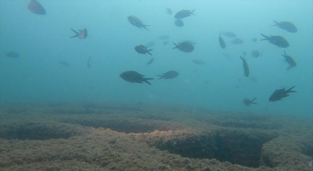 Mersin’deki yapay resifler deniz canlılarına yuva oldu