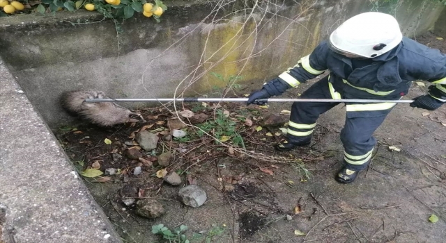 Hatay’da havuza düşen porsuğu itfaiye ekipleri kurtardı