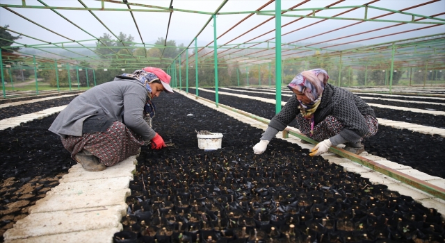 Hatay’da çelikleme yöntemiyle üretilen fidanlar doğaya nefes oluyor