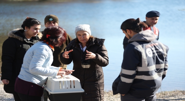 Antalya’da tedavisi tamamlanan 2 şahin doğaya bırakıldı