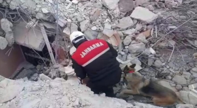 Jandarmanın dedektör köpeğinin yardımıyla enkazlarda 6 cenazeye ulaşıldı