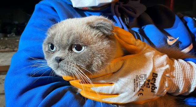 Hatay’da depremde hasar gören binada mahsur kalan kedi kurtarıldı