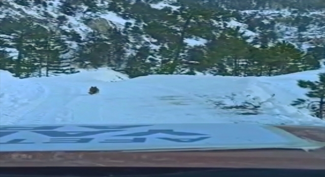 Kahramanmaraş’ta yolunu kaybeden yardım ekibine bölgedeki bir köpek rehberlik etti