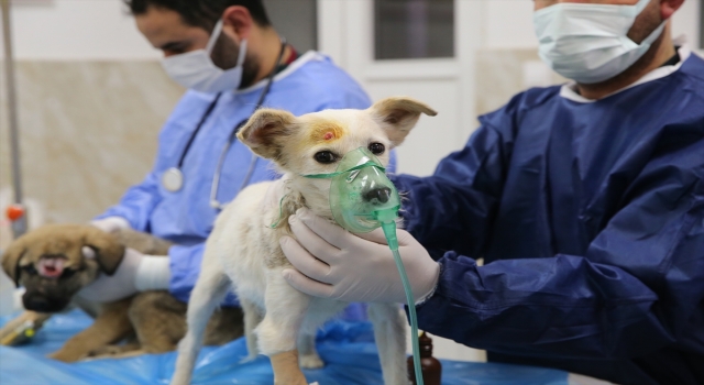 Depremde yaşamını yitiren ailenin köpeğine Gaziantep’te veterinerler bakacak