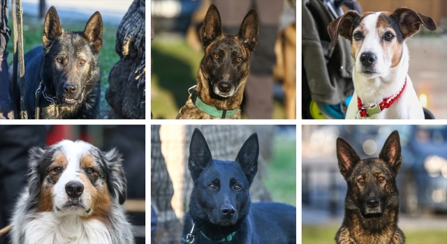 Arama kurtarma köpekleri, hassas burunlarıyla enkaz altındaki yüzlerce cana umut oldu