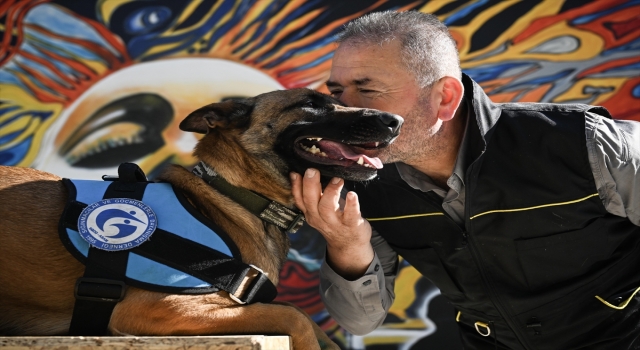 Arama kurtarma sırasında yaralanan Belçika çoban köpeği ”Vira”, tedavisinin ardından yavrularıyla buluştu