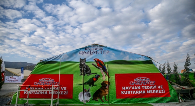 Enkazdan kurtarılan ”can dostlar” sıcak yuva arıyor