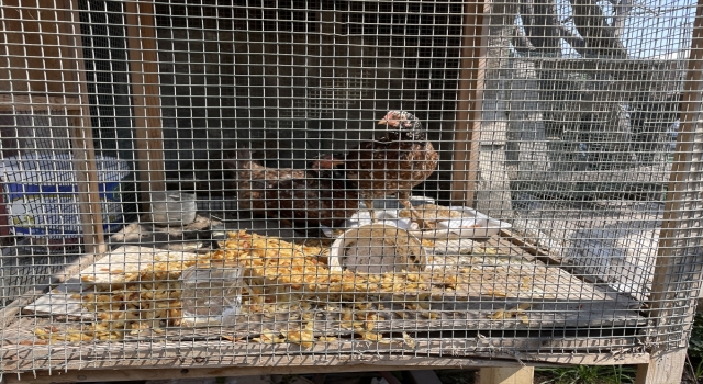 Hatay’da depremde üzerine mermer blok devrilen kümesten 2 tavuk canlı çıkarıldı