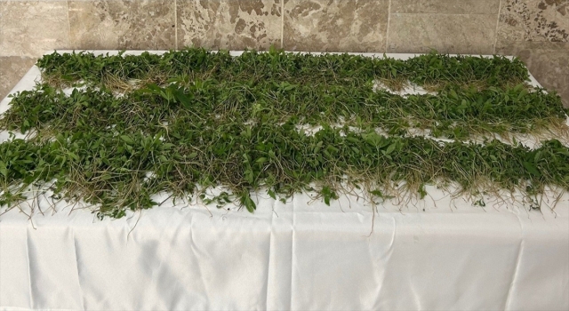 Adana’da 3 bin 250 kök kenevir ele geçirildi