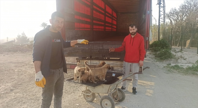 Hatay’da depremden etkilenen hayvanların bakımları yapılıyor