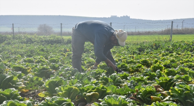 Hatay’da sebze hali açılamadı, marul ve şalgam tarlada kaldı