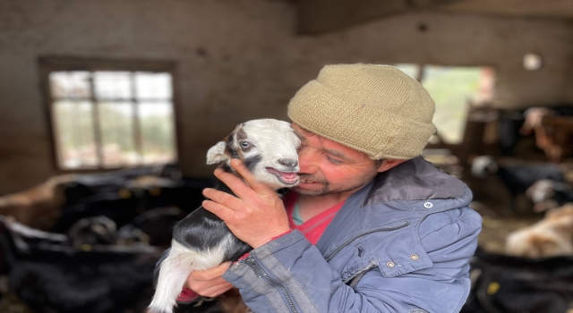 Hataylı depremzede besicinin 6 Şubat’tan bu yana 6 keçisi yavruladı